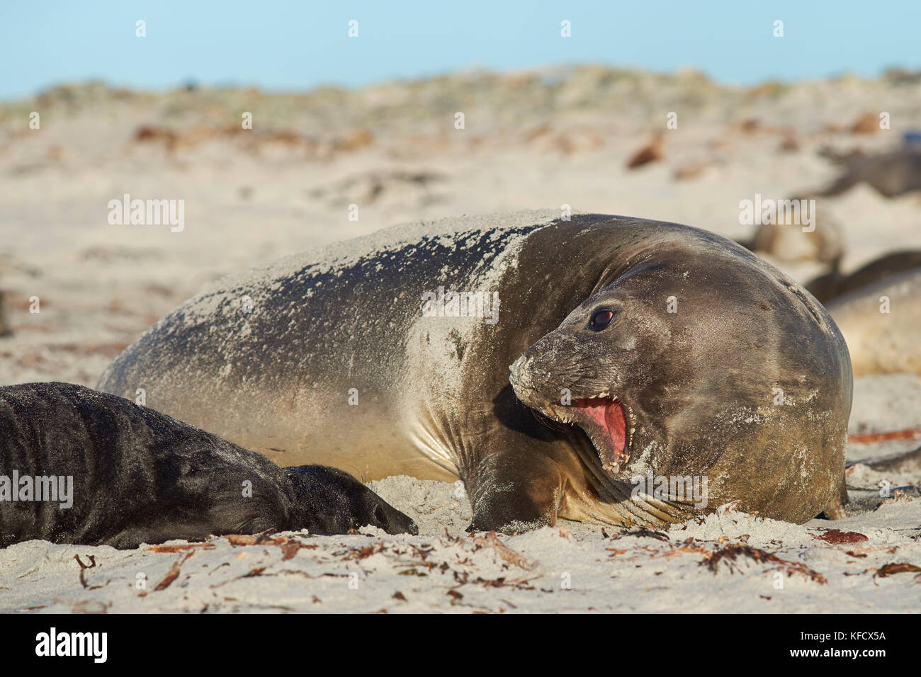 Femmina elefante meridionale di tenuta (mirounga leonina) con un nata recentemente pup giacente su una spiaggia a Sea Lion Island nelle isole Falkland. Foto Stock