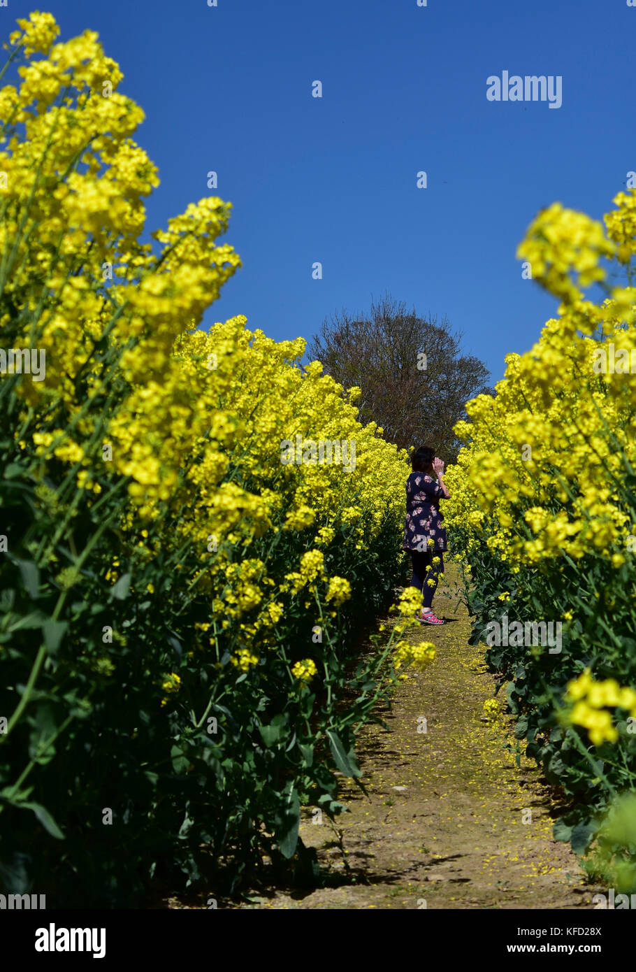 Sentiero attraverso un raccolto di fioritura della colza in shropshire, Regno Unito Foto Stock
