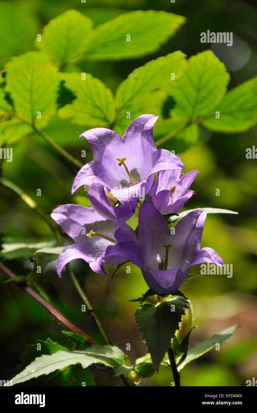 Bellflower con foglie di ortica." Campanula trachelium'. Blu campana a forma di flowers.Woods. Ortica a forma di leaves.Somerset. REGNO UNITO. Foto Stock