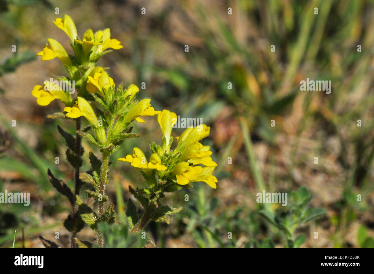 Yellow Bartsia 'Parentucellia viscosa Short, capelli appiccicosi, Yellow Flowed, fine estate ad autunno. Dune di sabbia, terra di rifiuti, Braunton. Devon Regno Unito Foto Stock