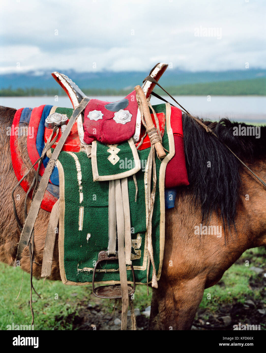 Mongolia, a cavallo di una sella tradizionale, toilogt ger camp, lago khuvsgul Foto Stock