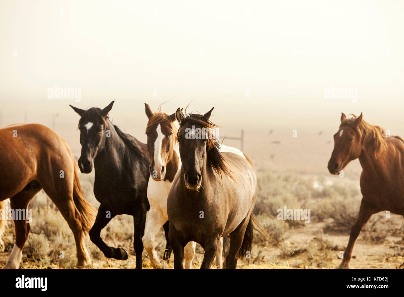 Stati Uniti d'America, Nevada, pozzi, mustang monumento, un lusso sostenibile eco friendly resort e conservare per cavalli selvaggi è casa di 650 salvato mustangs che vagano Foto Stock