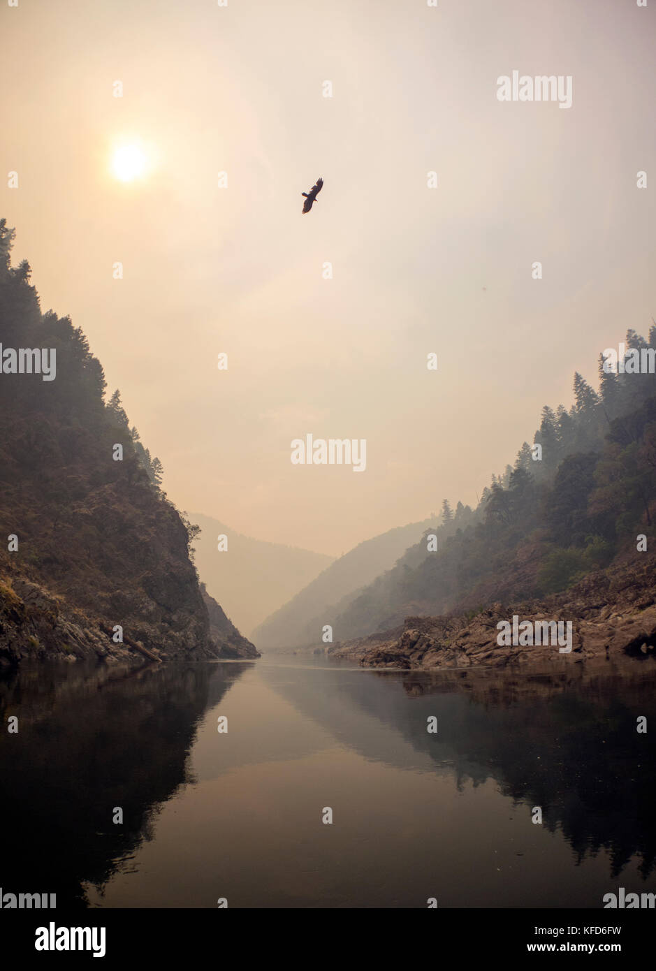 USA, Oregon, Wild e Scenic Rogue River nel Medford District, un falco pescatore vola sul Rogue River Foto Stock