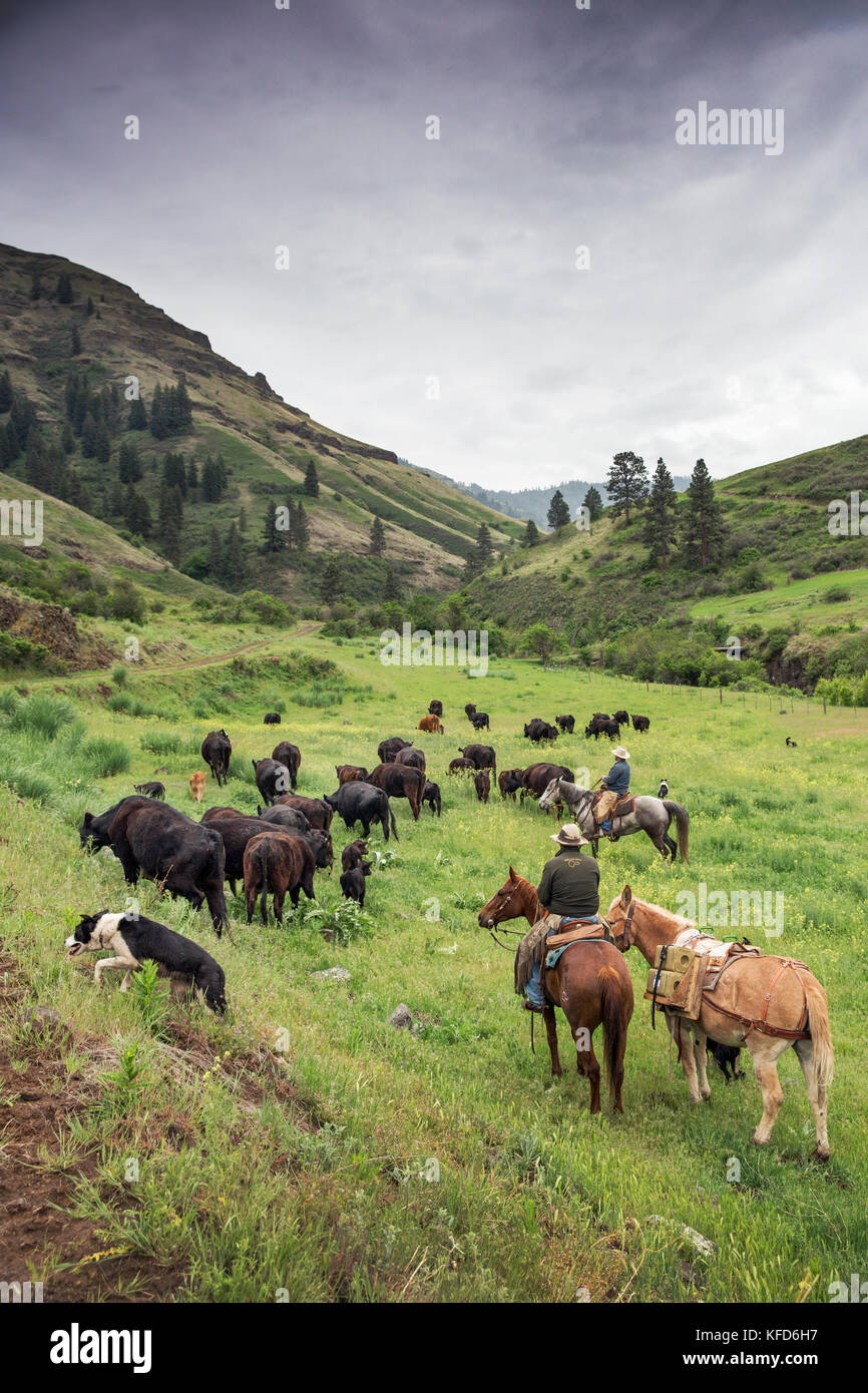 Stati Uniti d'America, oregon, Giuseppe, cowboy todd nash e Cody ross spostare il bestiame dall'Wild Horse creek fino grande pecora creek per sterzare creek nella zona nord-est di Oregon Foto Stock