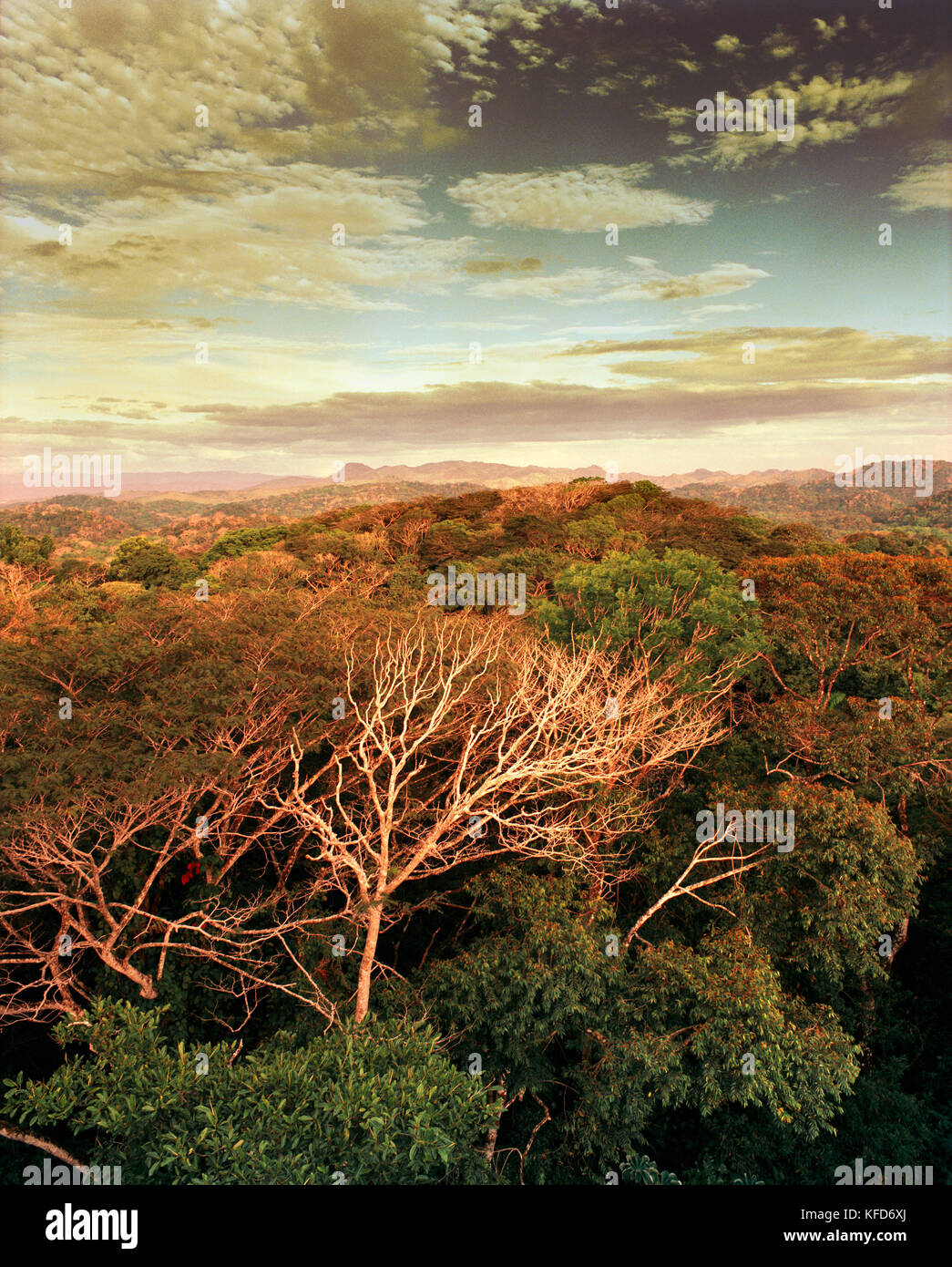Panama, Panama city, gamboa, la foresta pluviale vista dalla cima della torre della tettoia, un convertito torre radar si è trasformato in un birdwatching ecolodge, centra Foto Stock