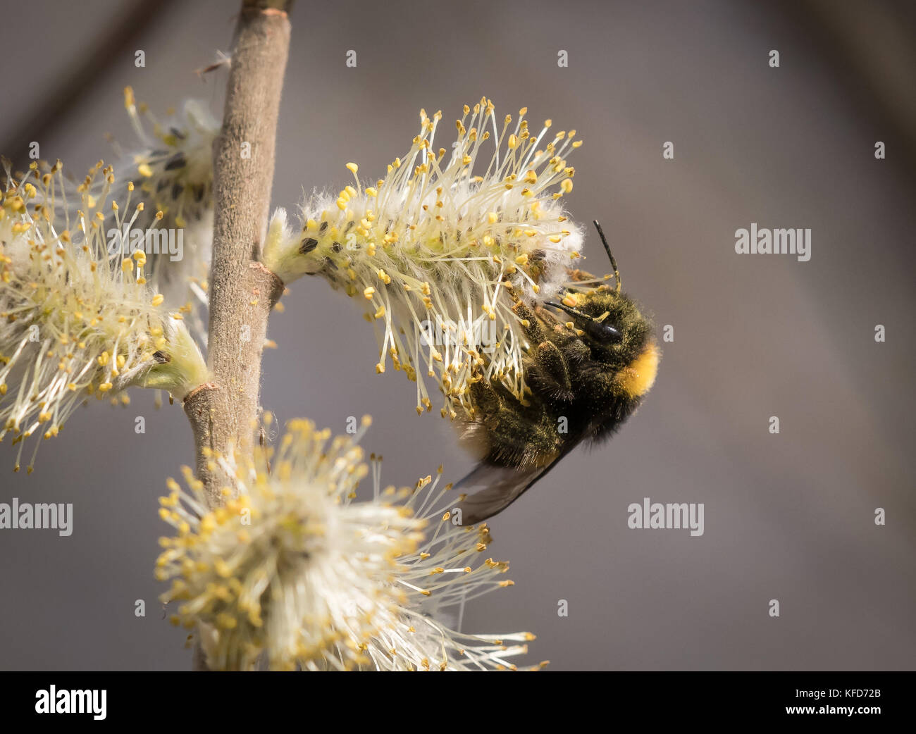 Primo piano di un calabrone su alimentazione willow fiorisce in primavera Foto Stock