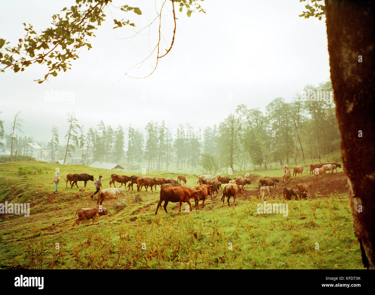 Repubblica di Georgia, shepards spostando mandria di mucche in campagna Foto Stock