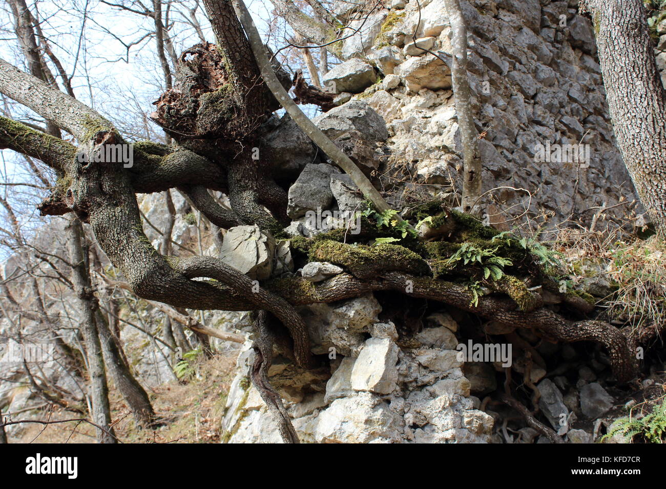 Più largo e spesso radici di albero cresce al di fuori del muro di pietra resti verso il sole Foto Stock