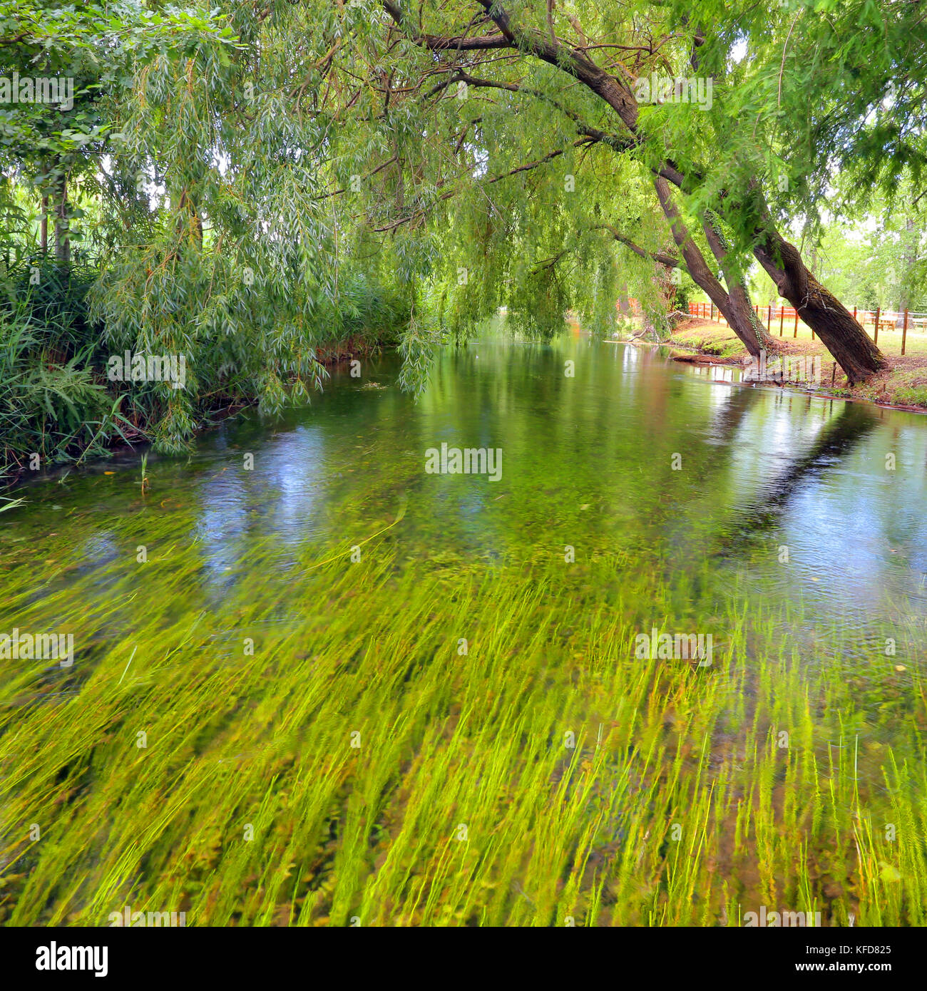 Piccola isola con willow sulle Fonti del Clitunno lago in Umbria. Foto Stock