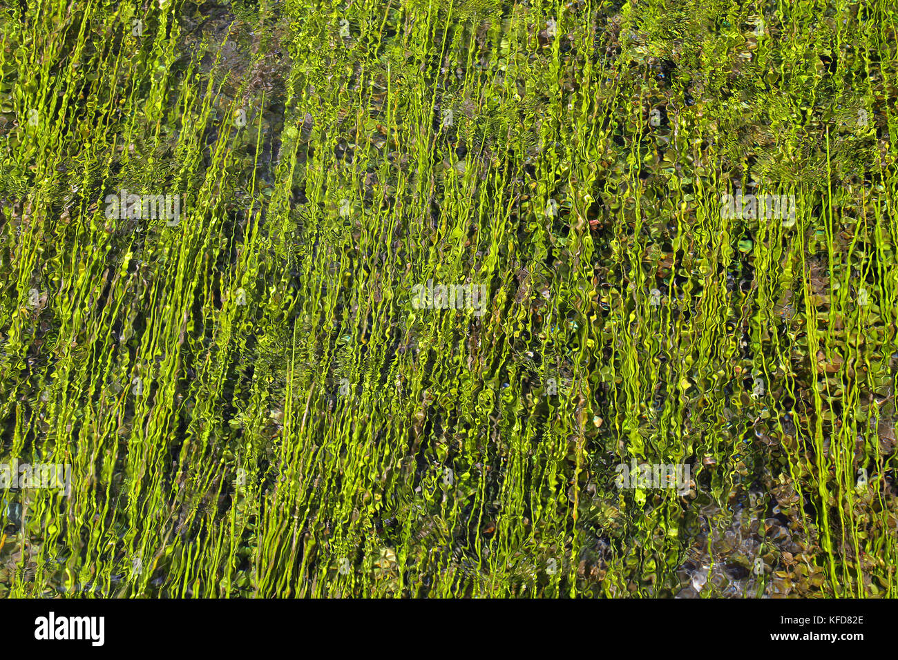 Piccola isola con willow sulle Fonti del Clitunno lago in Umbria. Foto Stock