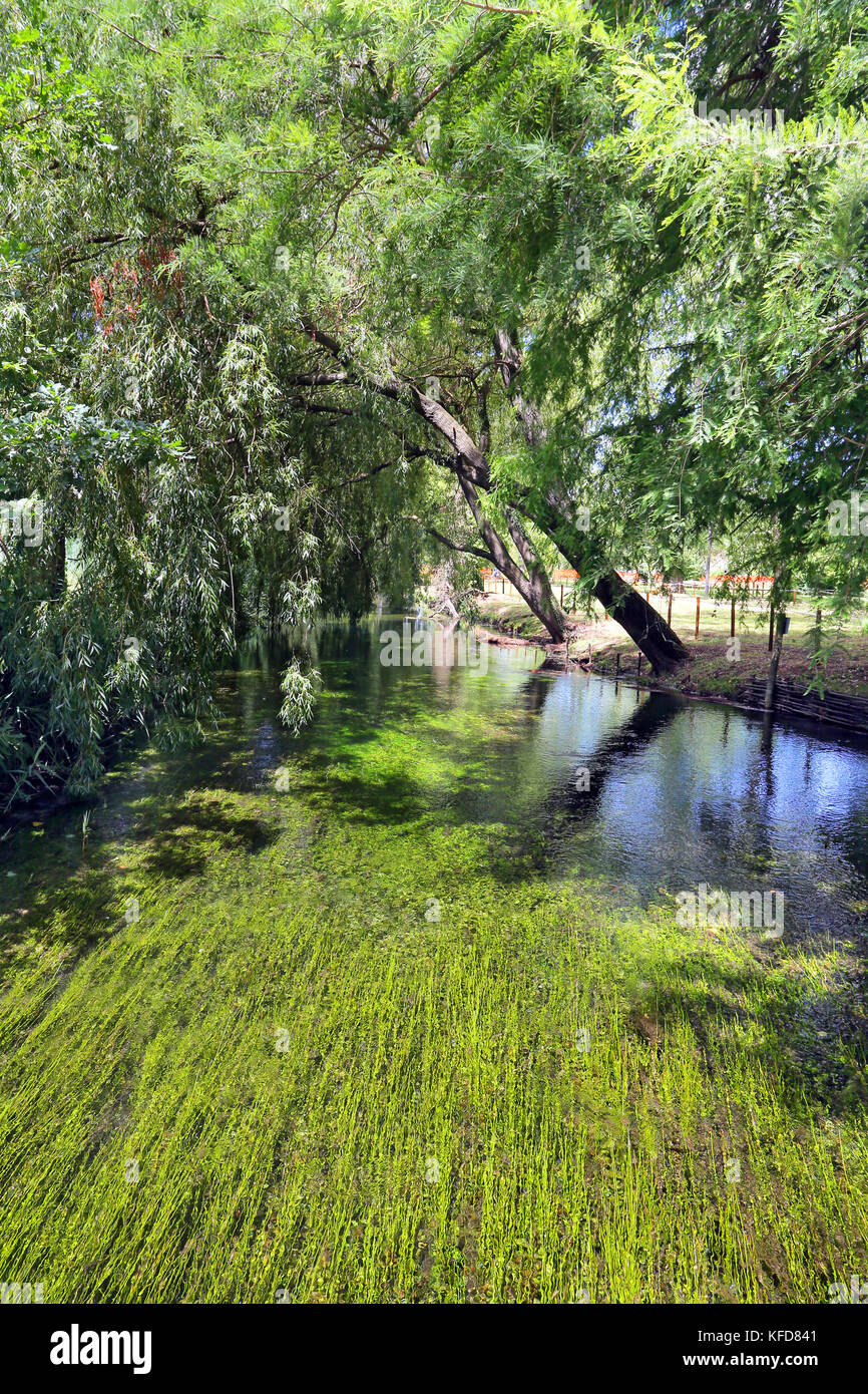 Piccola isola con willow sulle Fonti del Clitunno lago in Umbria. Foto Stock