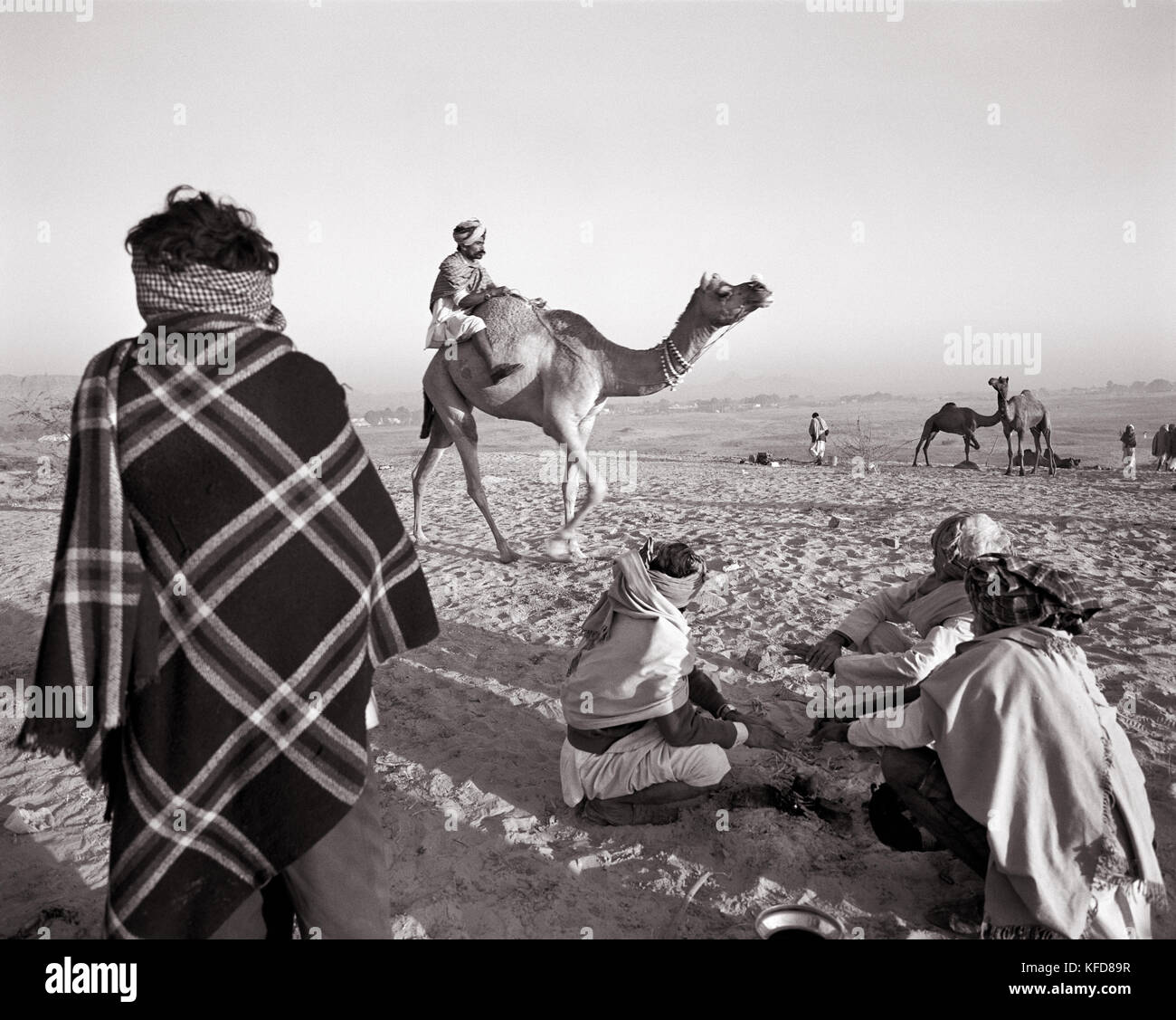INDIA, Rajasthan, la vendita di un cammello, Pushkar Camel Fair (B&W) Foto Stock
