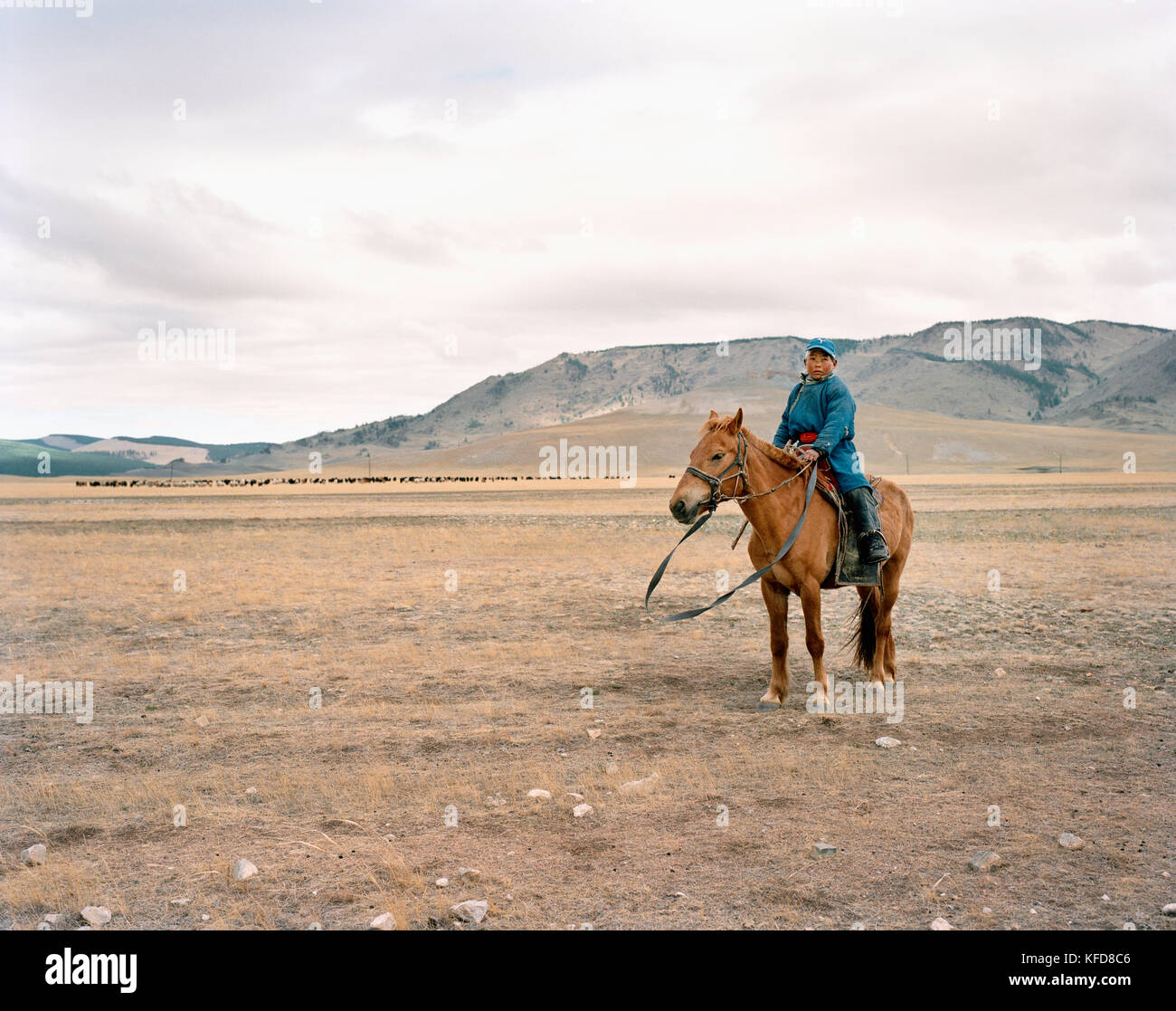 La mongolia khuvsgul national park, un ragazzo giovane pastore tende a suo bestiame Foto Stock