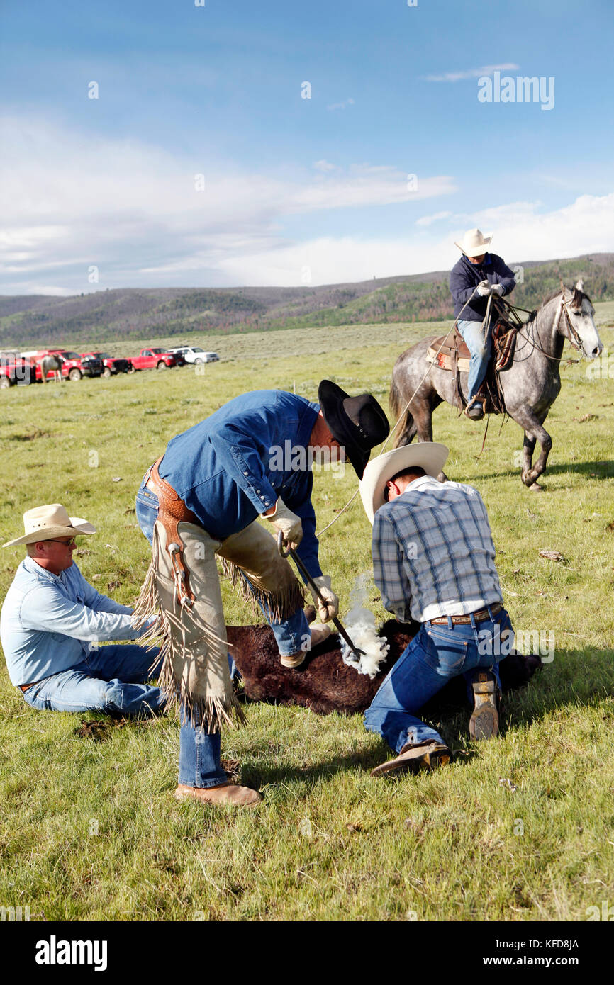 USA, Wyoming, Encampment, un vitello è tenuto fermo e marchiato, Big Creek Ranch Foto Stock