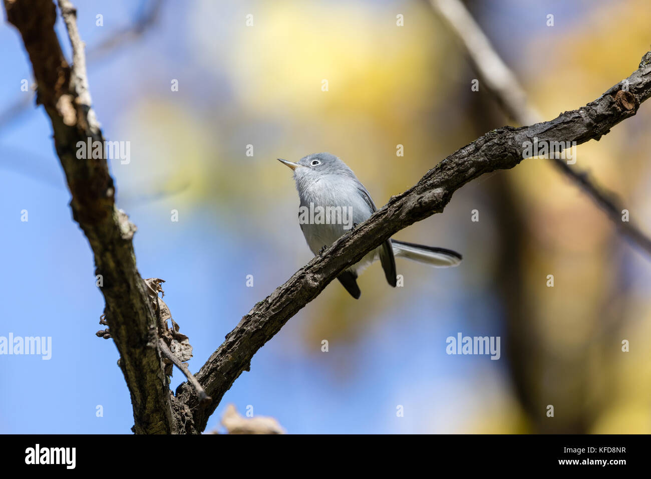 Colore grigio-blu gnatcatcher (polioptila caerulea), Dodge centro natura, minnesota, Stati Uniti d'America Foto Stock