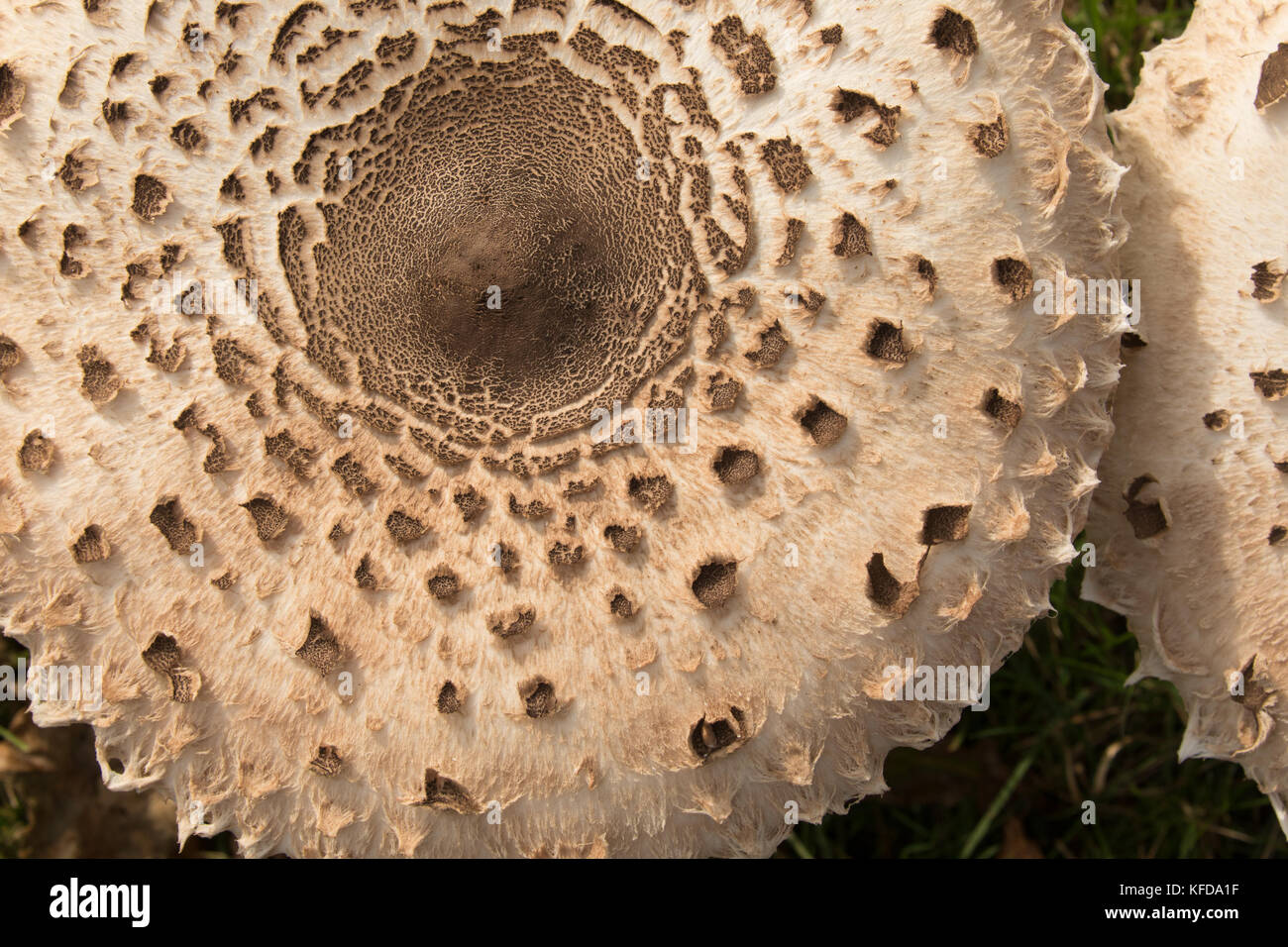Cappuccio del fungo ombrellino che mostra la caratteristica sfumatura di questo grande funghi commestibili. Foto Stock