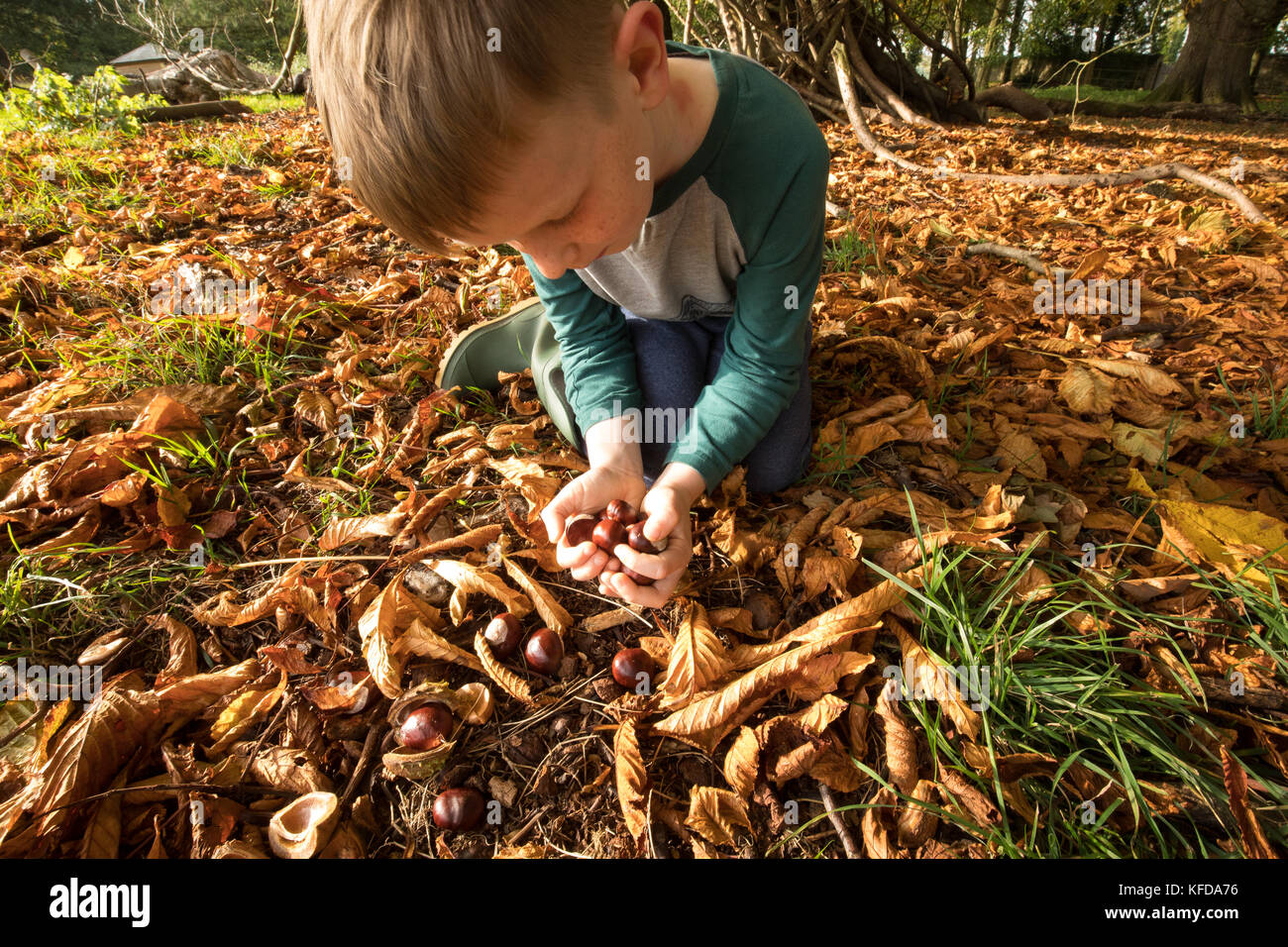 Bambino conkers raccolta sotto un cavallo di castagno in autunno - Per riprodurre un tradizionale gioco stagionali in Gran Bretagna. Foto Stock