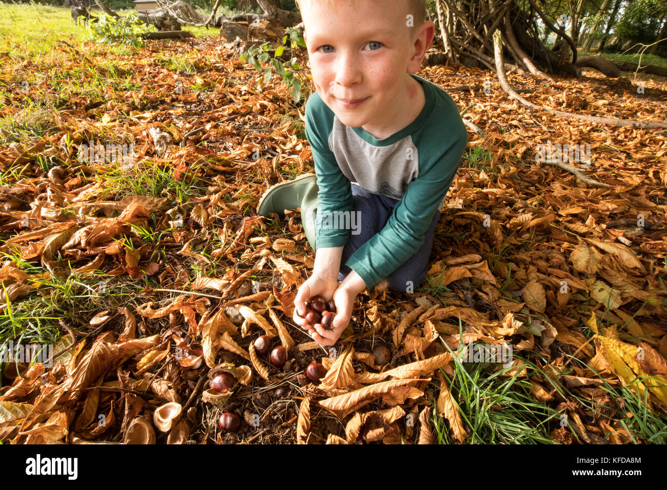 Bambino conkers raccolta sotto un cavallo di castagno in autunno - Per riprodurre un tradizionale gioco stagionali in Gran Bretagna. Foto Stock