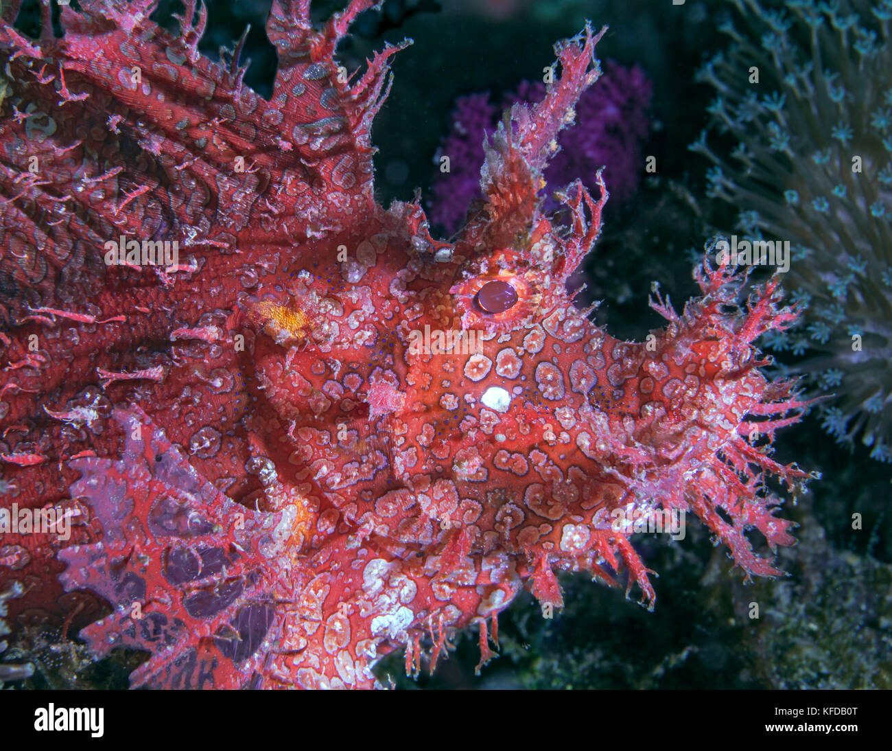 Dettaglio immagine profilo di weedy scorfani, Rhinopias frondosa. Stretto di Lembeh, Indonesia. Foto Stock