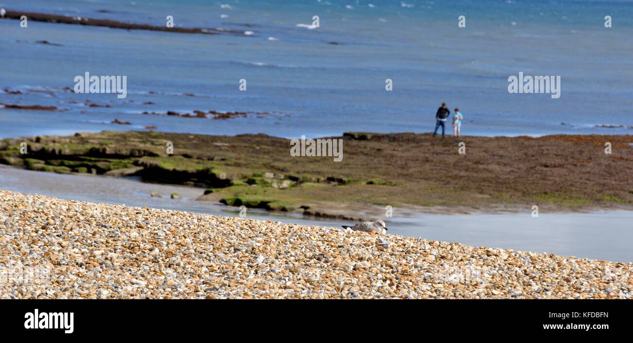 Un gabbiano dormire sulla spiaggia di Lyme Regis Dorset England Regno Unito Foto Stock