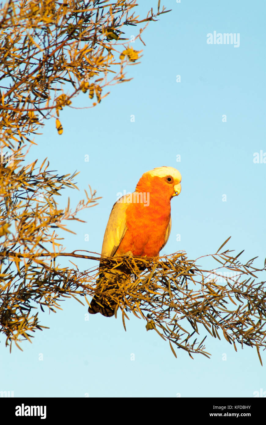 I greggi di galahs nativi anche conosciuti come galli di rose-breasted, galli di galah, galli di rosato sono comuni in tutta l'Australia interna Foto Stock