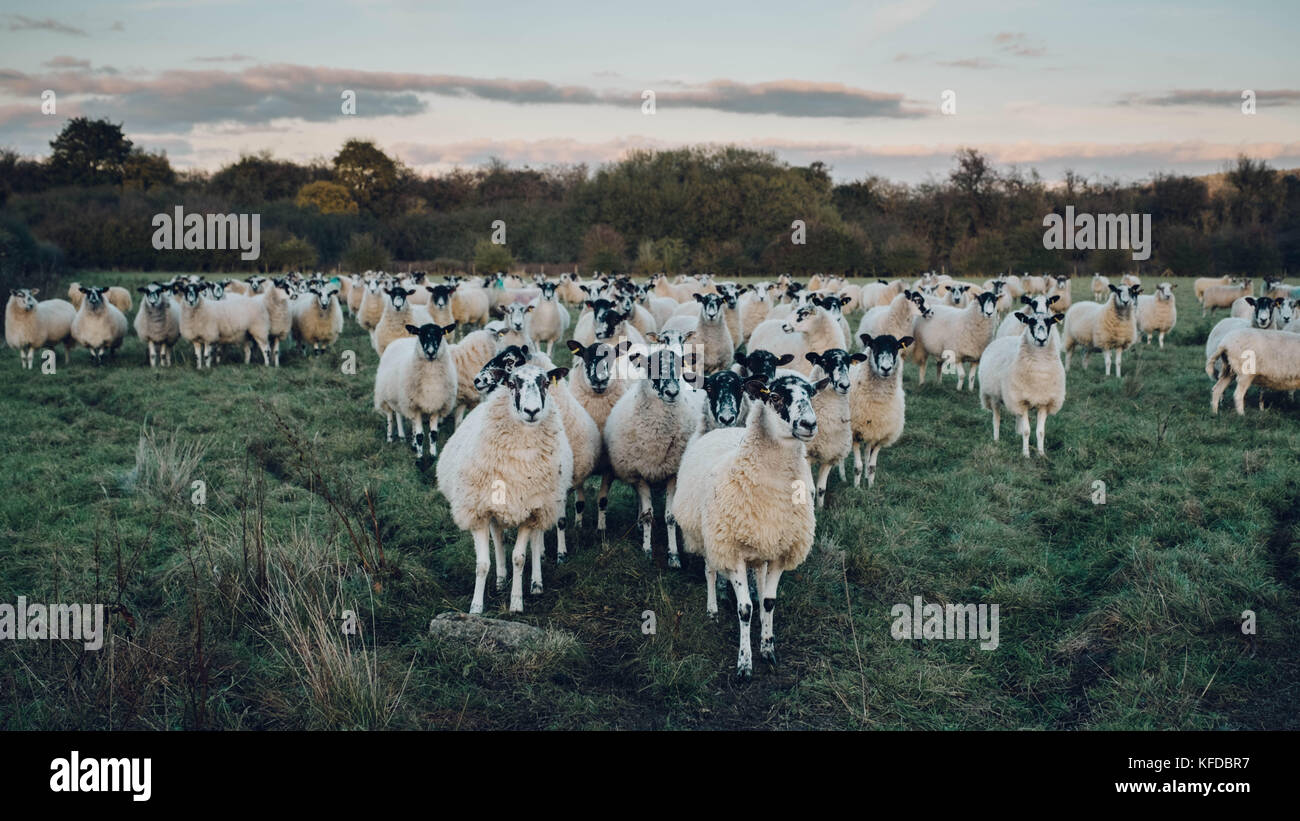Un gregge di pecore in una forma a v in un campo. Foto Stock
