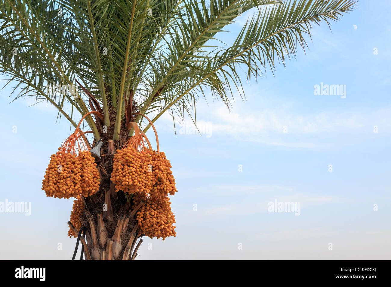 Date immaturo su Palm tree Foto Stock
