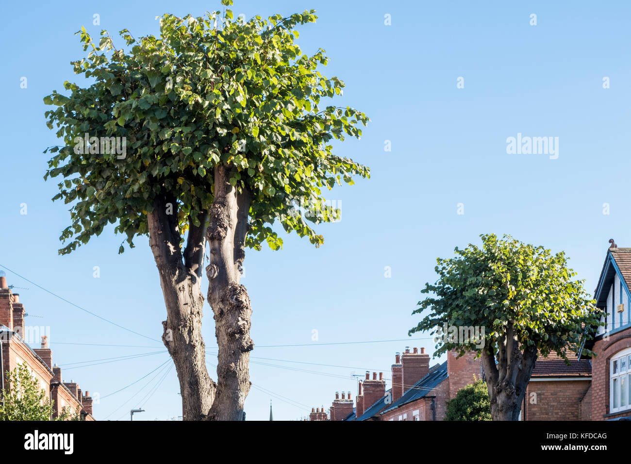 Pollarded alberi su una strada residenziale, Nottinghamshire, England, Regno Unito Foto Stock