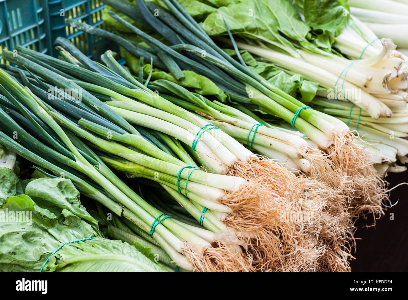 Lo scalogno (a.k.a. il cipollotto, cipolline e insalata cipolla) per la vendita al mercato sineu, Maiorca, SPAGNA Foto Stock