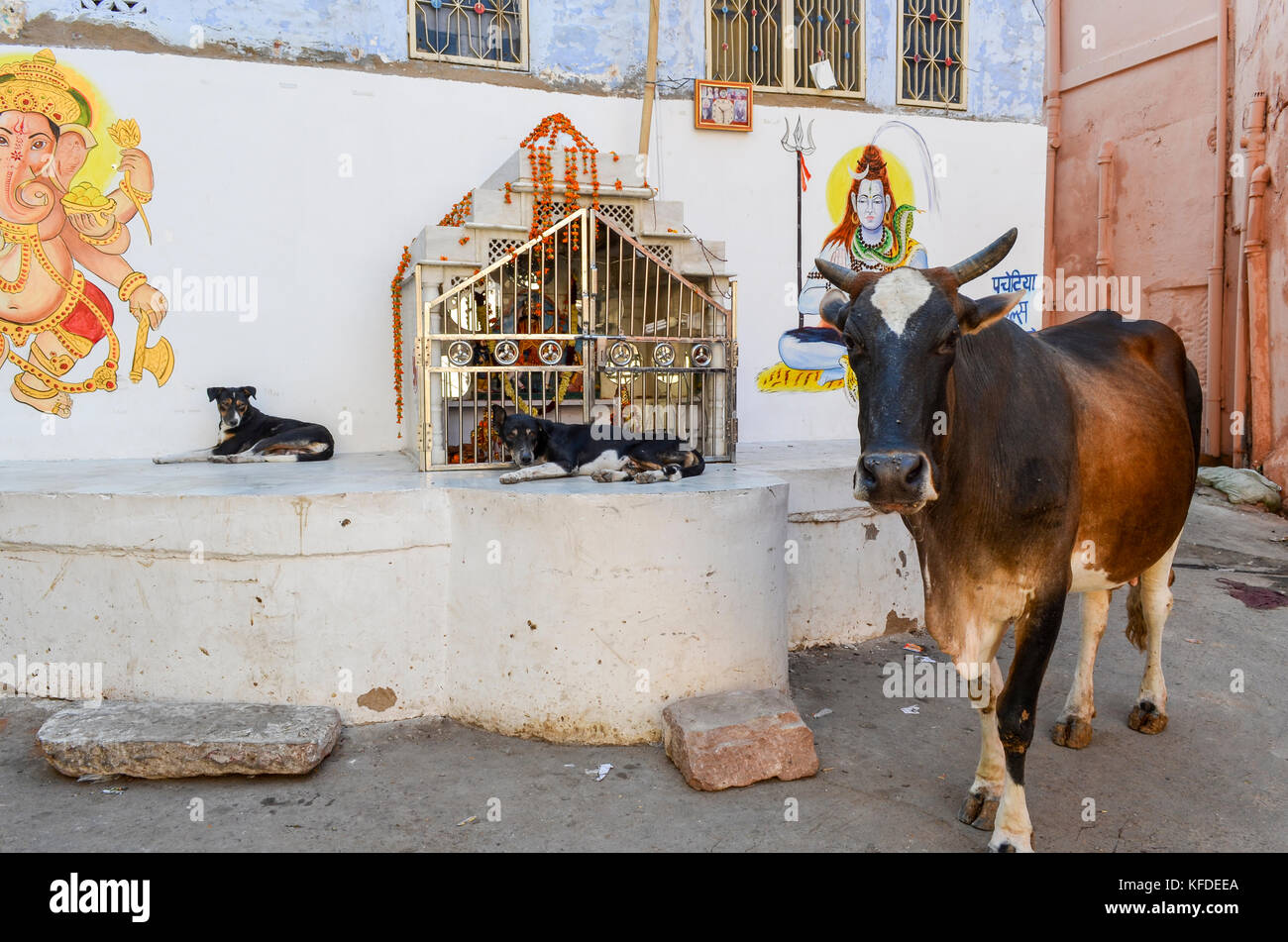 Bovini e due cani accanto a un indù santuario in strada nella città di Jodphur. Foto Stock
