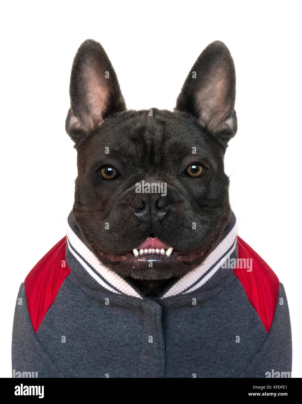 Il Mascot mugshot tipo ritratto, la testa e le spalle di un azzurro bulldog francese vestito in un college di alta scuola di sport marcia, su un bianco sfondo isolato, Foto Stock