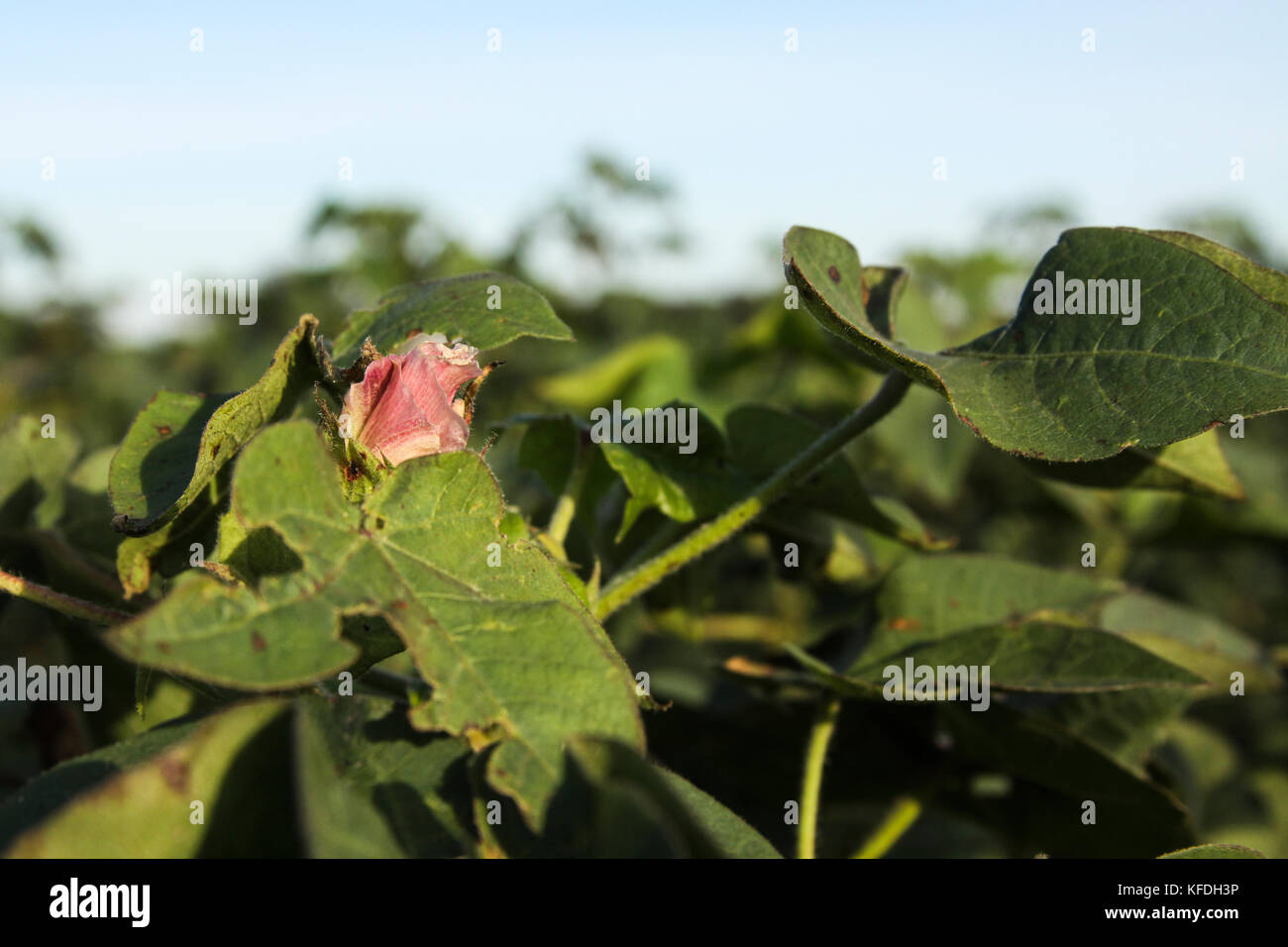 Il cotone bolls Foto Stock