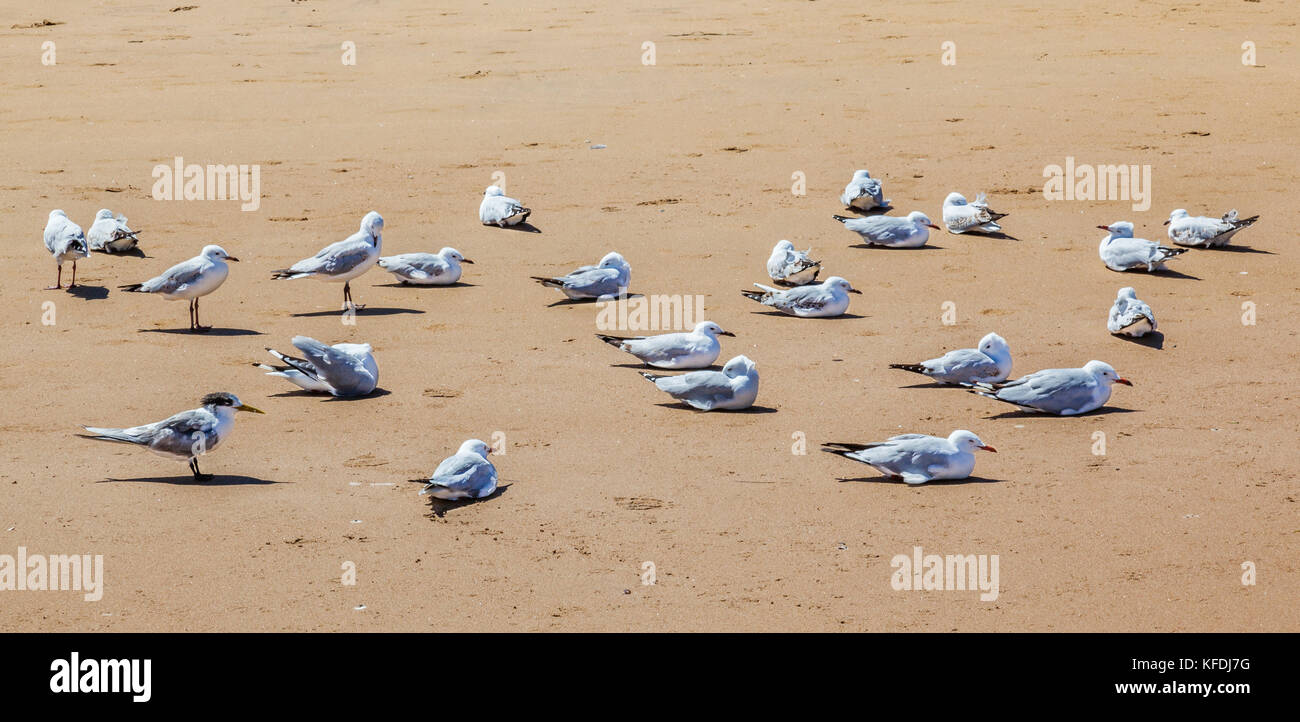 Australia, Nuovo Galles del Sud, Central Coast, Broken Bay, gabbiani e sterne appoggiata al umina Beach Foto Stock