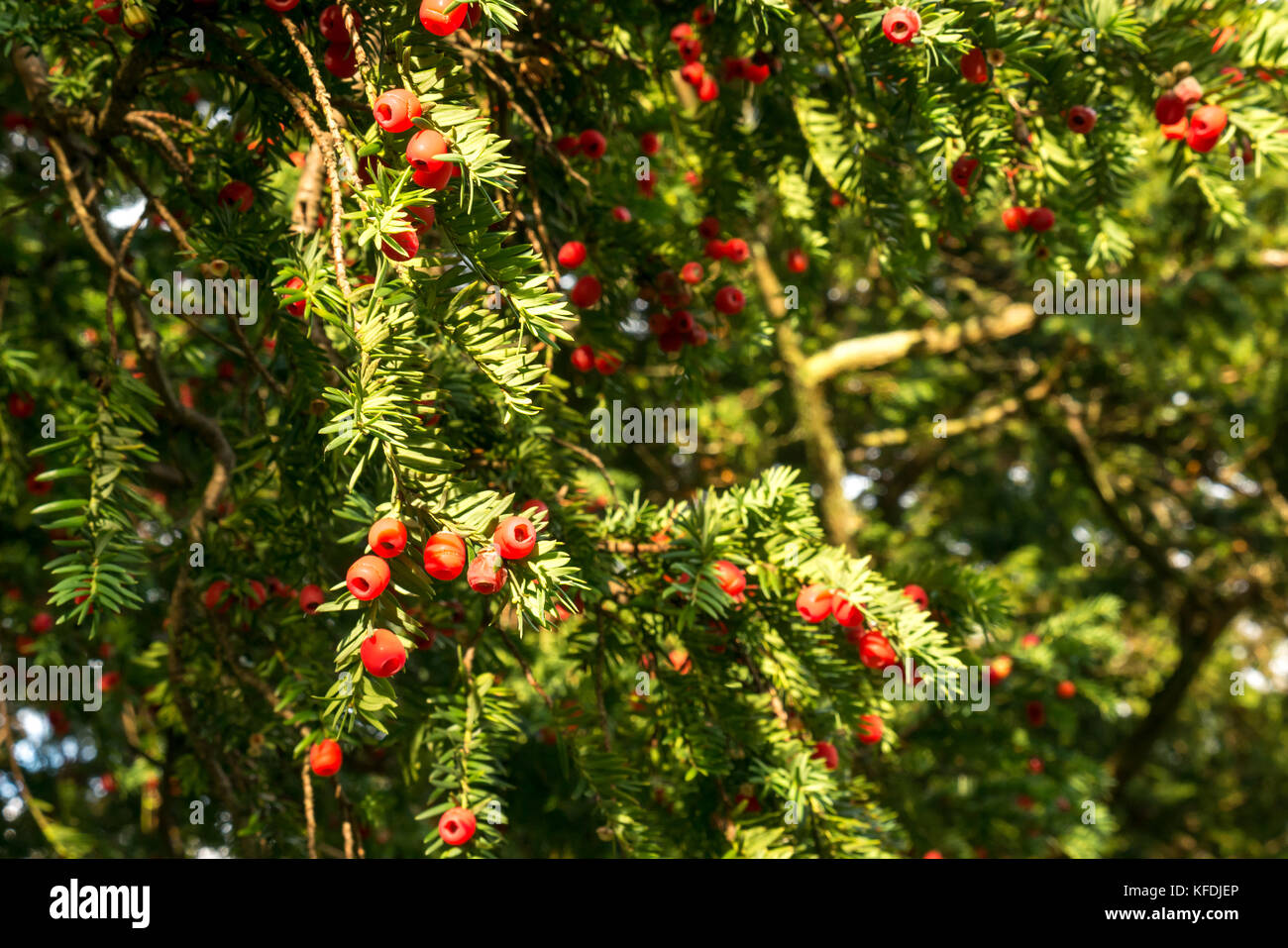 Primo piano di rami di tasso con bacche rosse al sole, Taxus baccata, East Lothian, Scozia, Regno Unito Foto Stock