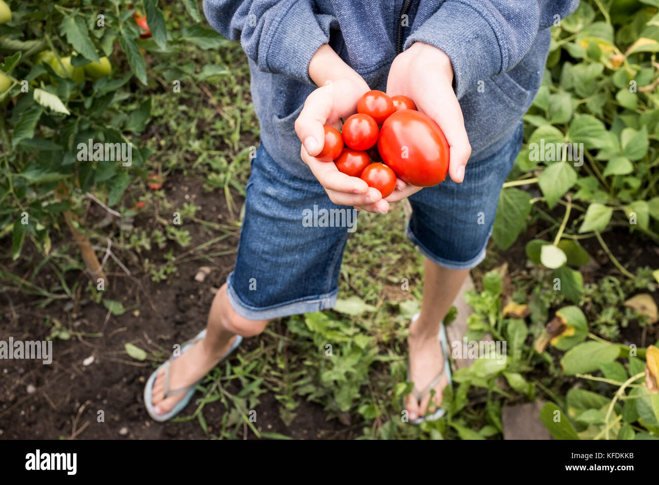 Una giovane ragazza sceglie i pomodori organici dalla sua casa giardino in bischeim, Francia. Foto Stock