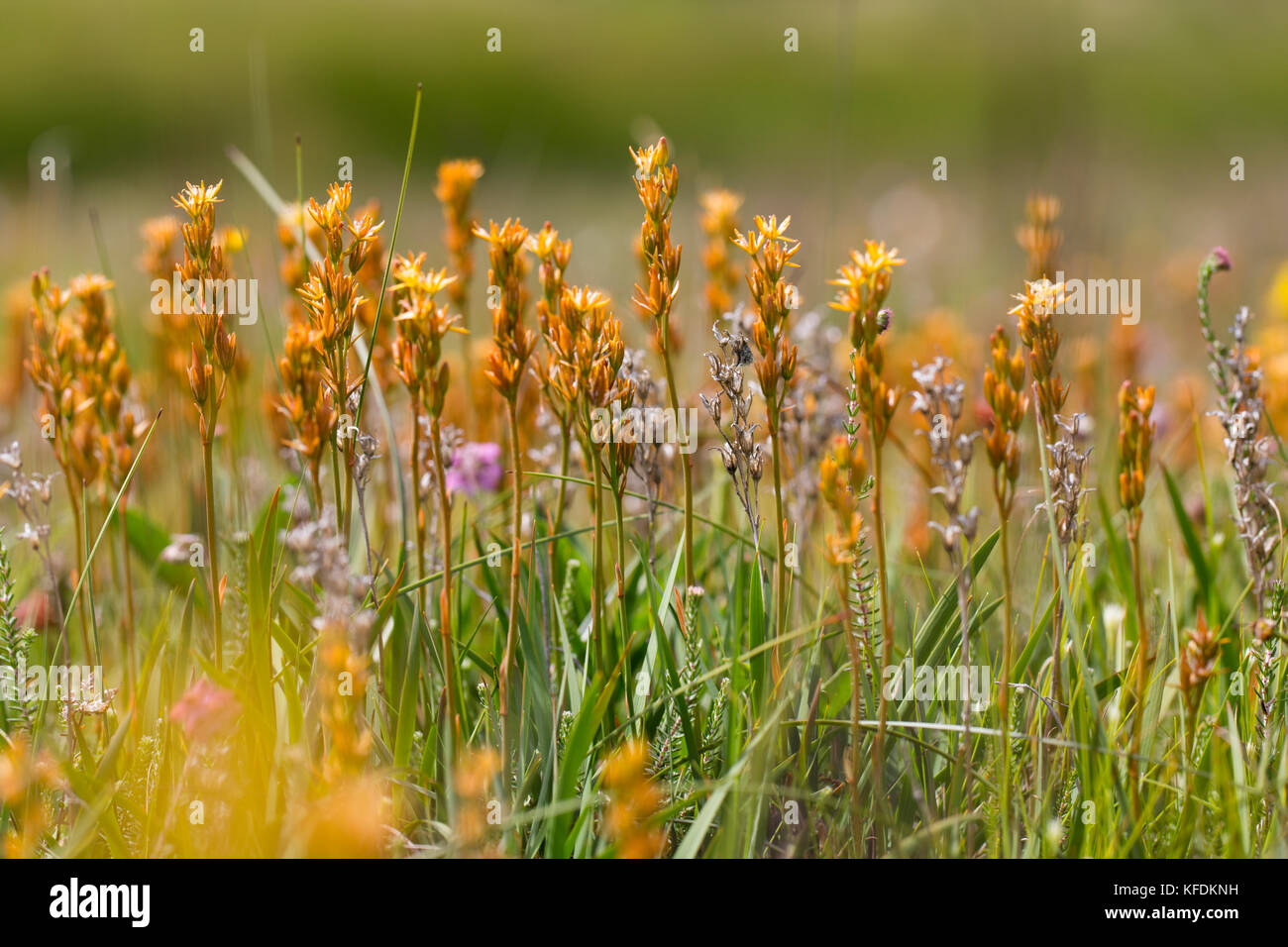 Bog Asperdel, altopiano Lake District, REGNO UNITO Foto Stock