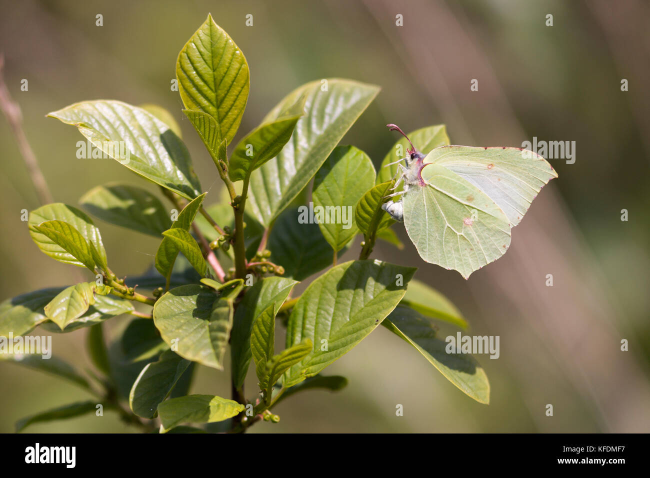 Brimstone Butterfly uovo che posa su Alder frangola Foto Stock