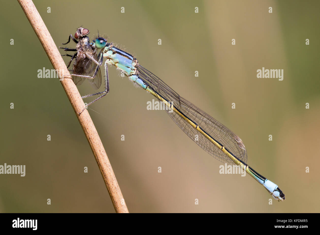 Blu-tailed Damselfly - Ischnura elegans. Mangiare fly preda Foto Stock