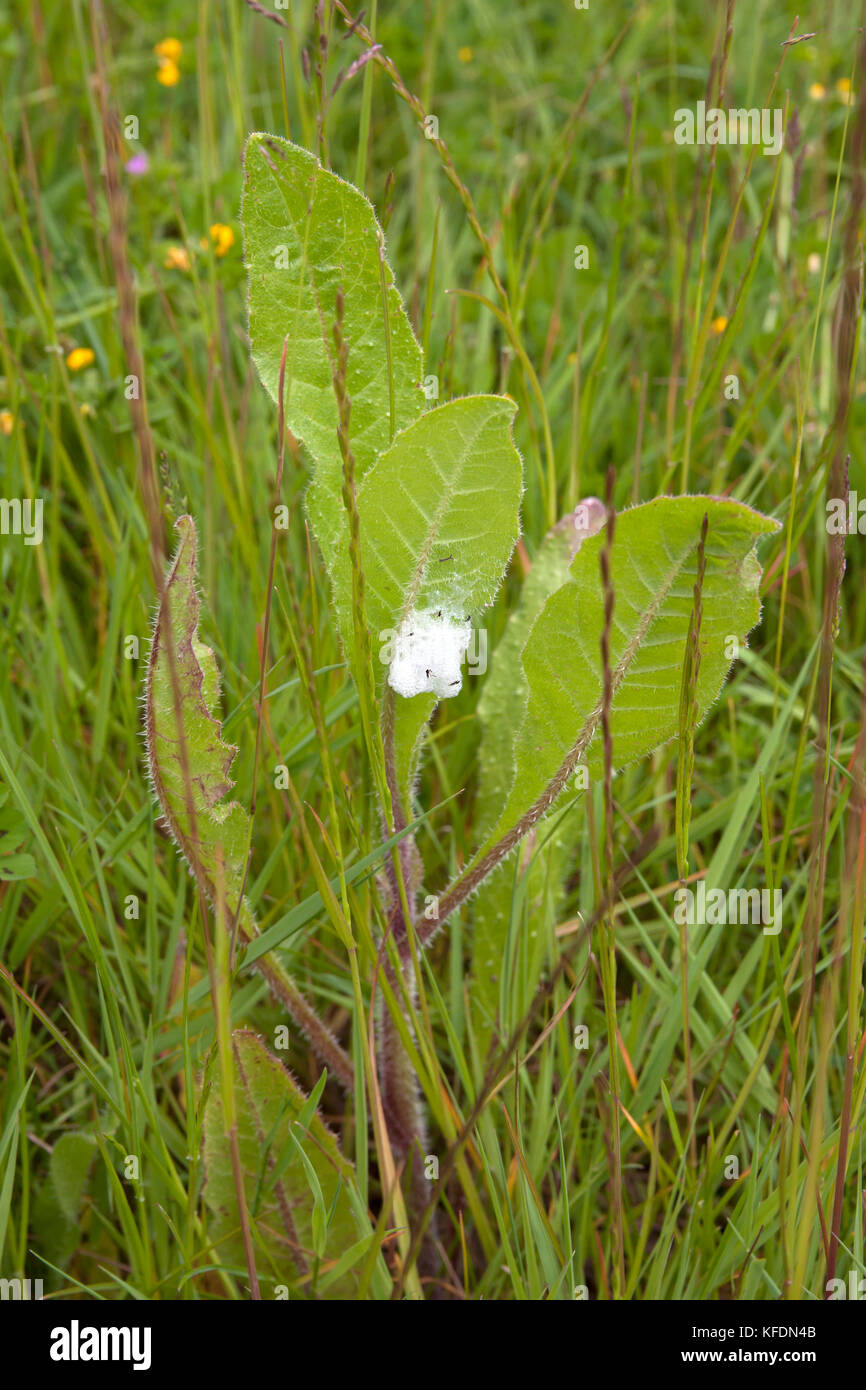 Sputo di cucù ( Philaenus spumarius) causato da ninfe di froghopper Foto Stock
