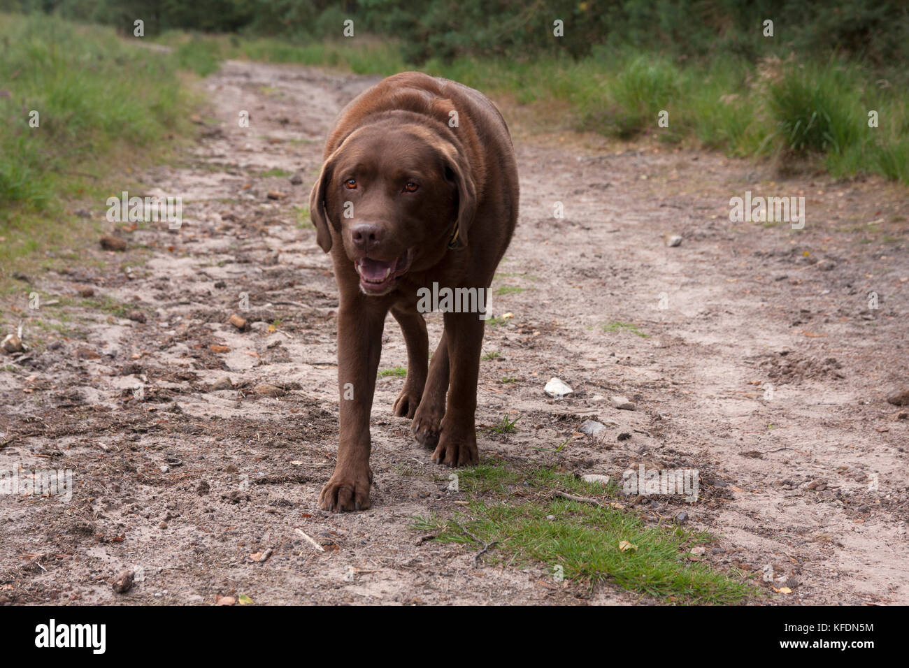 Adulti sovrappeso cioccolato labrador camminando sul sentiero , Ludshott comune, Surrey Foto Stock