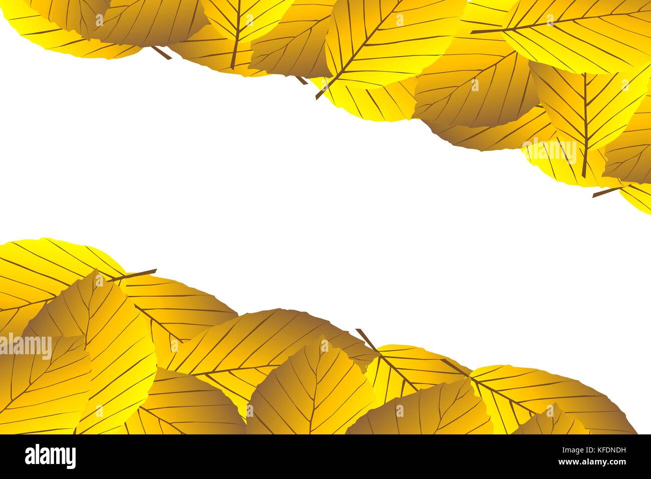 Autunno - foglie di faggio - sfondo vettoriale, foglie autunnali di faggio (Fagus sylvatica), Illustrazione Vettoriale