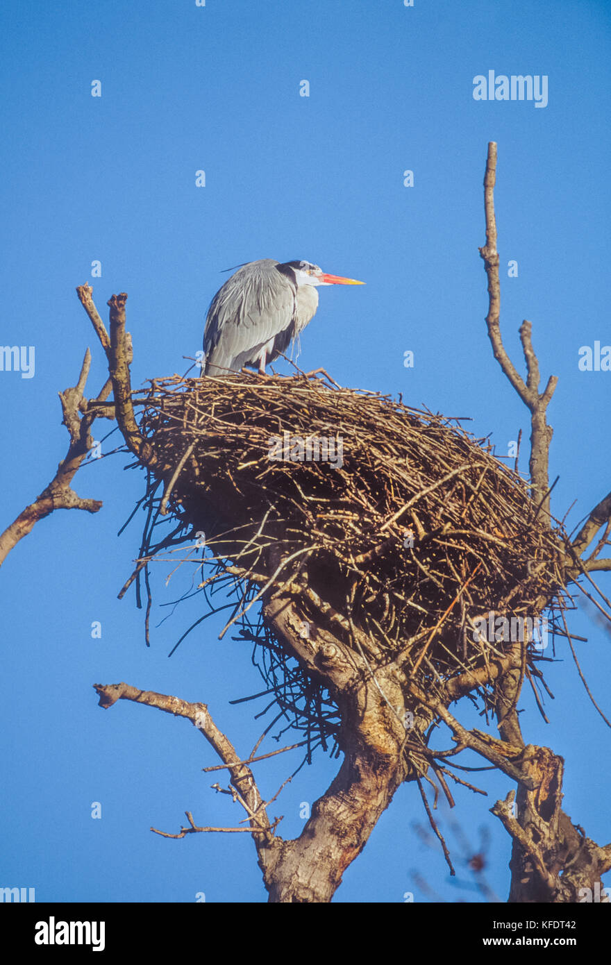Airone cenerino, Ardea cinerea, Regents Park, London, Regno Unito Foto Stock