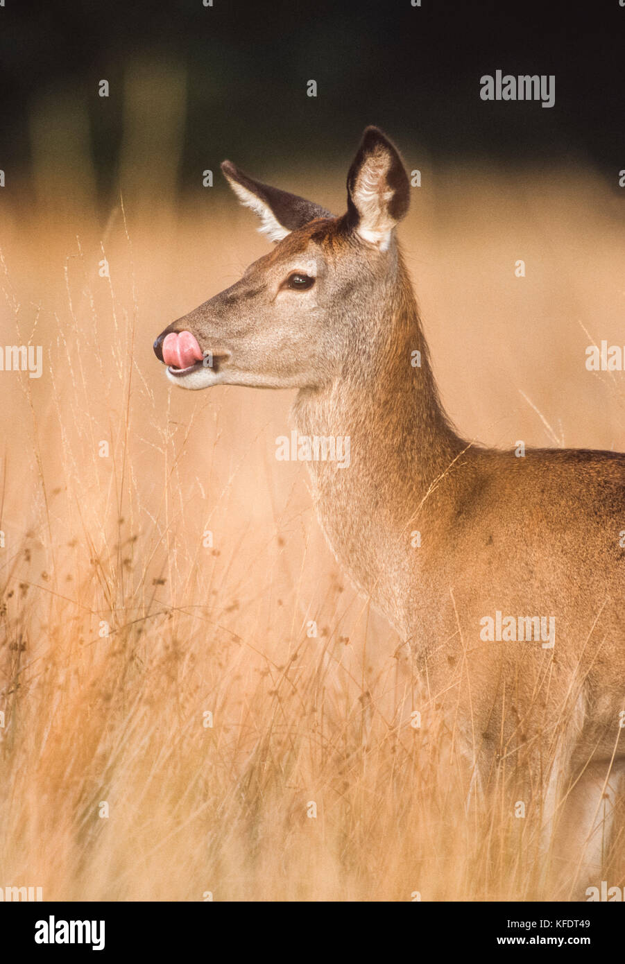 Femmina rosso cervo (Cervus elaphus), hind in piedi in erbe leccare il naso durante la stagione autunnale, Richmond Park, Londra, Regno Unito, Isole britanniche Foto Stock