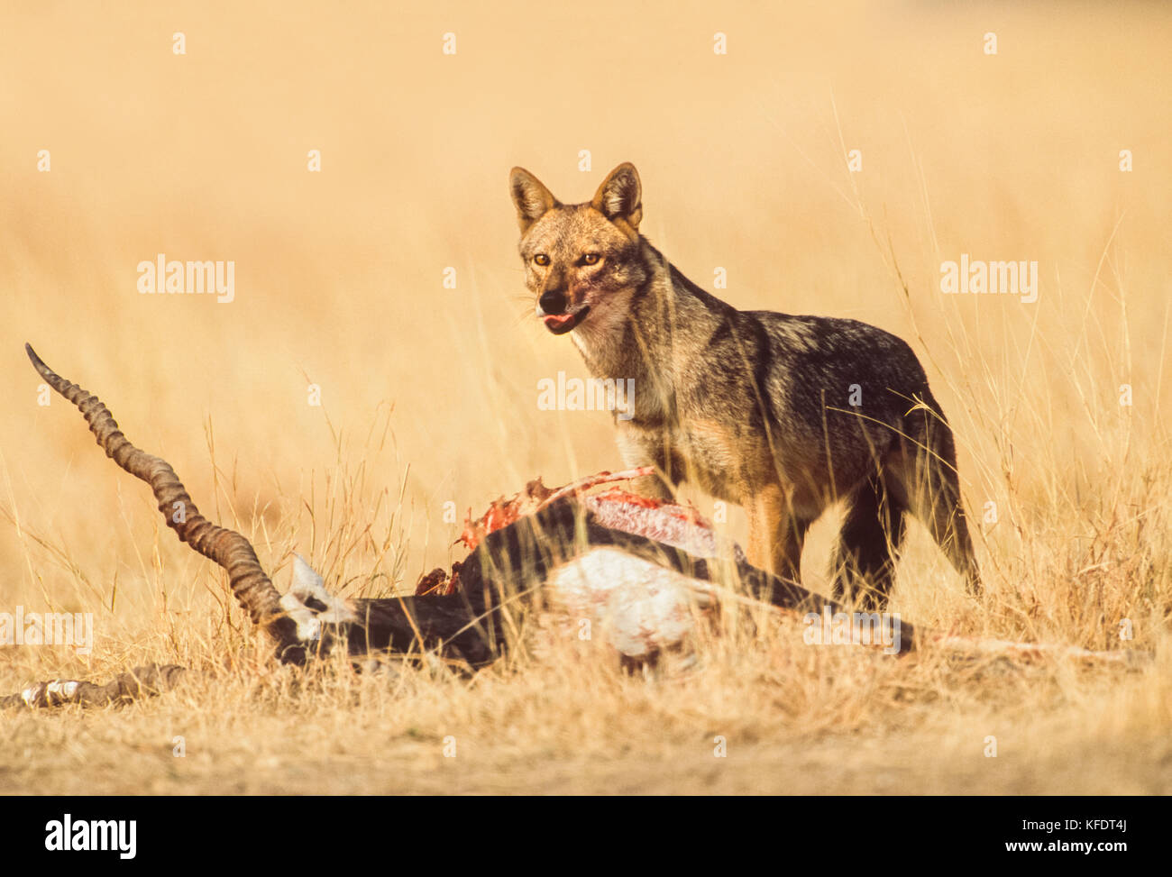 Jackal indiano, canis aureus indicus, maschio scavenging indian blackbuck e carcassa, ucciso dal lupo indiano, blackbuck national park, velavadar, India Foto Stock