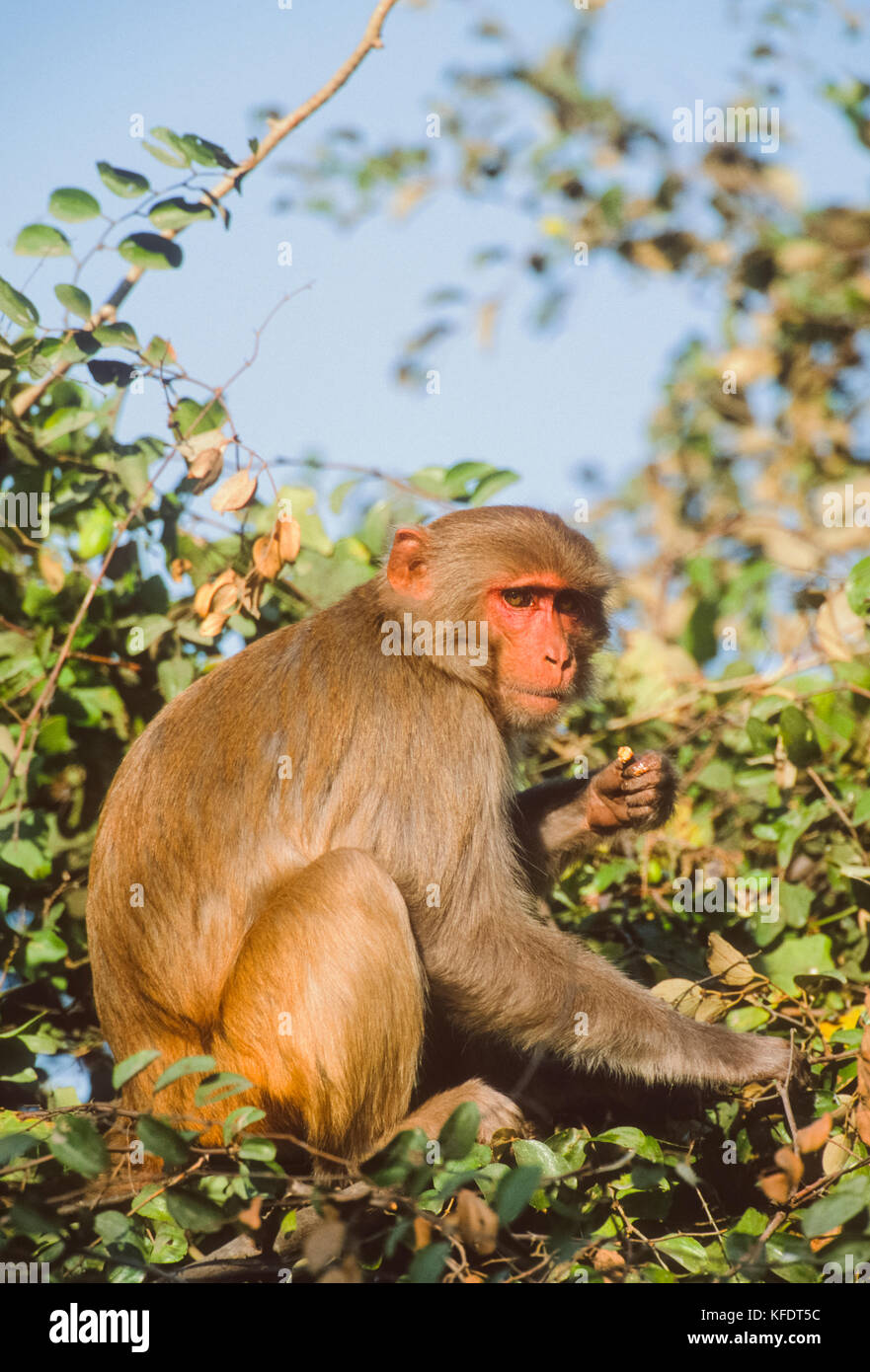 Macaco Rhesus monkey, (Mucaca mulatta), di Keoladeo Ghana National Park, Bharatpur Rajasthan, India Foto Stock