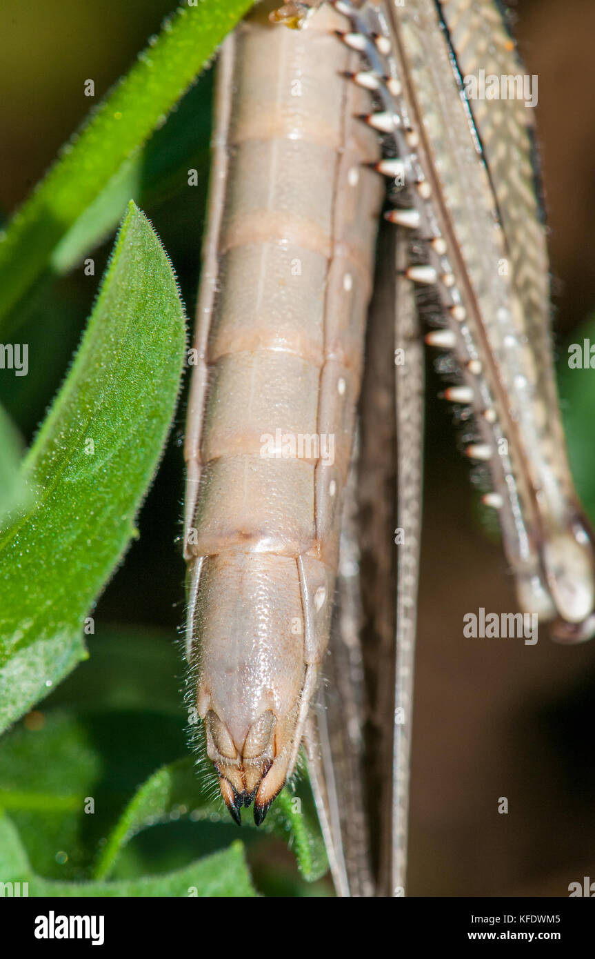 Locusta egiziana (Anacridium aegyptium) addome close-up Foto Stock