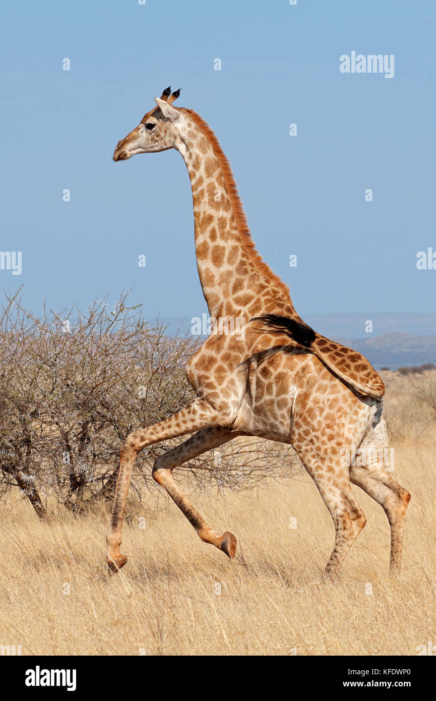 Giraffe (Giraffa camelopardalis) in esecuzione su pianure africane, Sud Africa Foto Stock