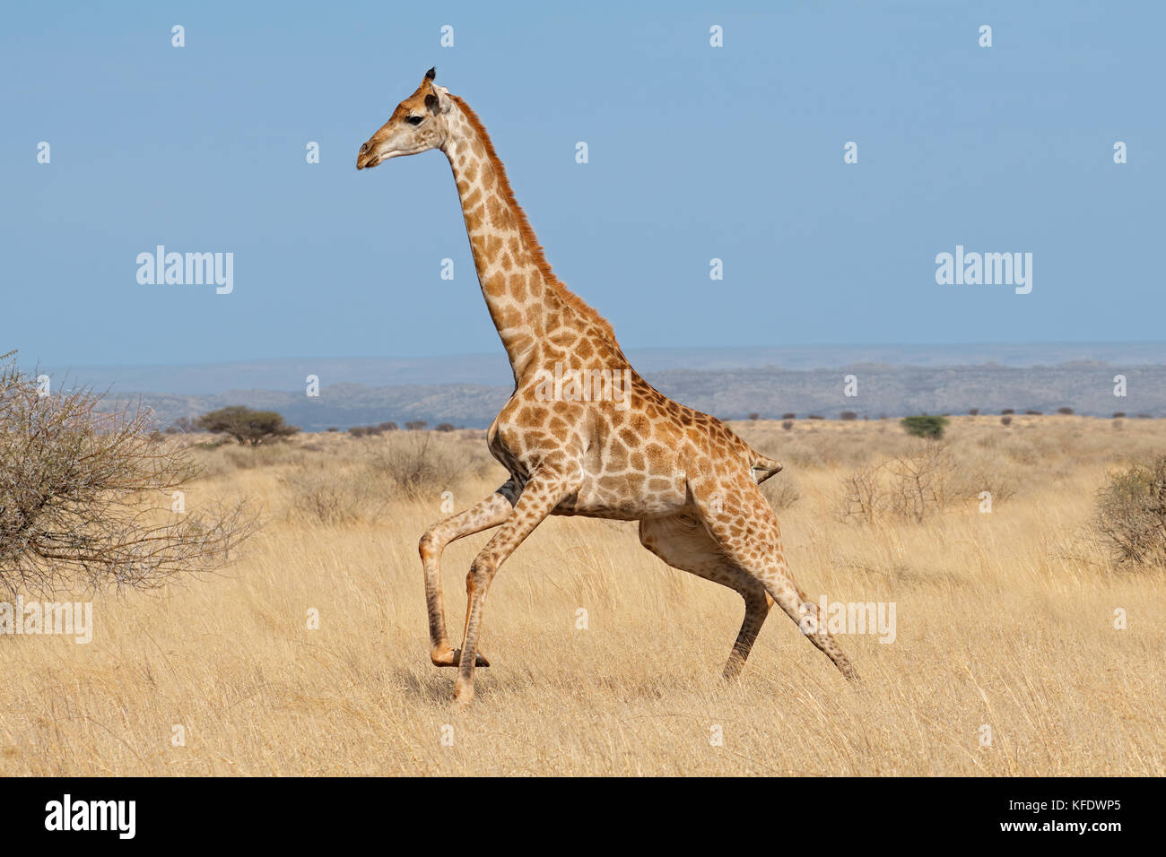 Giraffe (Giraffa camelopardalis) in esecuzione su pianure africane, Sud Africa Foto Stock