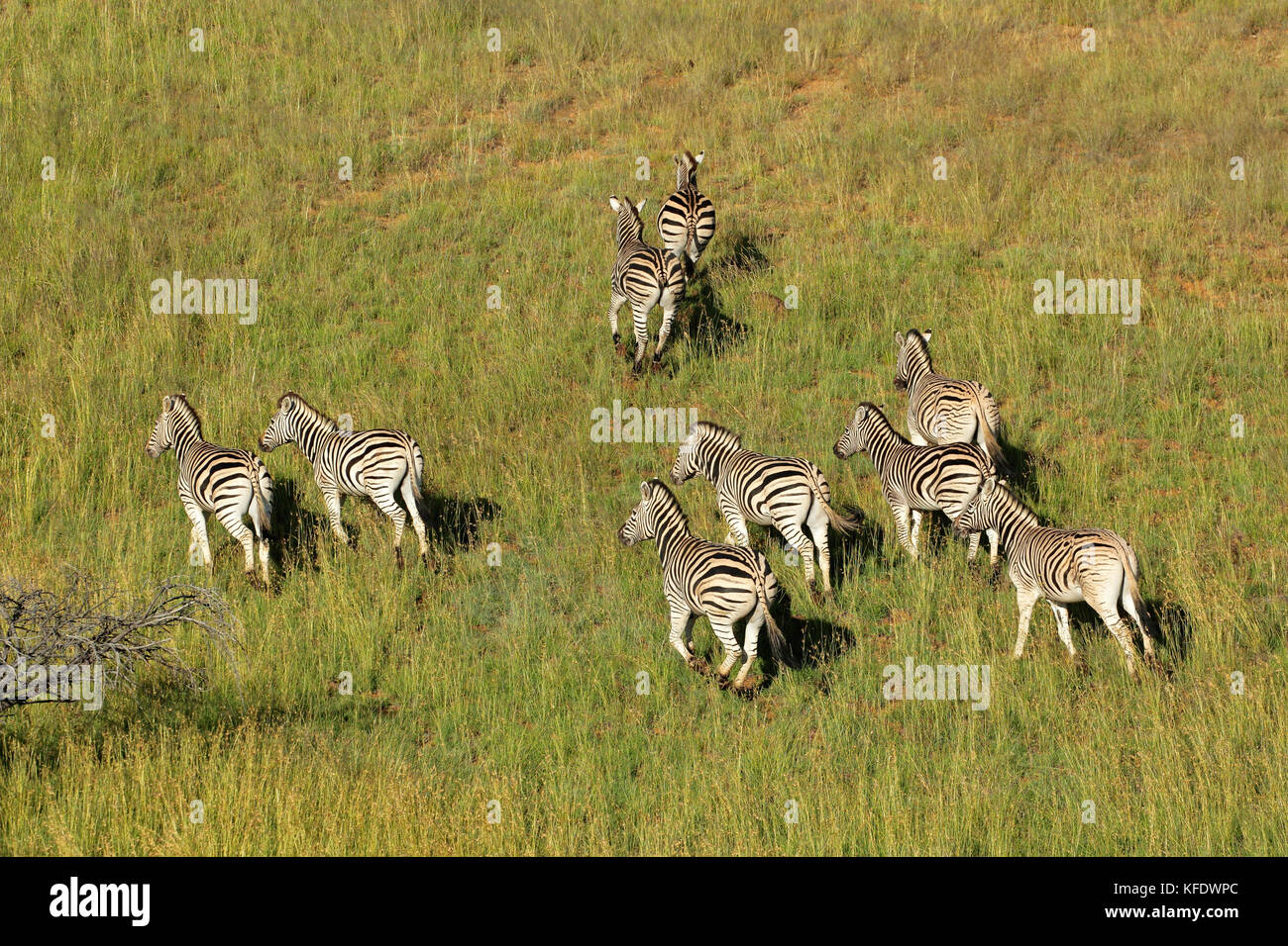 Vista aerea di pianura zebre (Equus burchelli) nella prateria, Sud Africa Foto Stock
