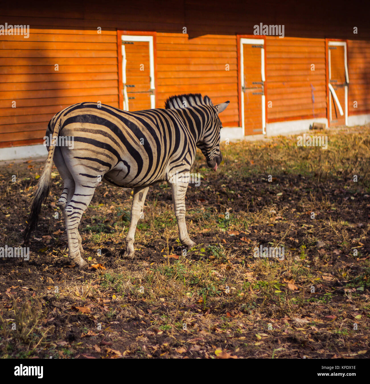 Zebra in piena crescita contro lo sfondo del riquadro arancione della penna Foto Stock